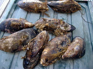 石鯛の釣りエサ（活き瀬戸貝）セト貝の販売