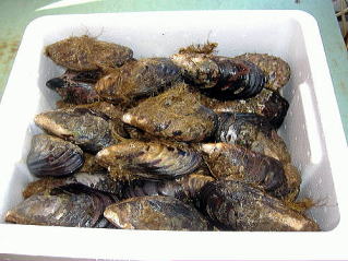 石鯛の釣りエサ（活き瀬戸貝）セト貝の販売